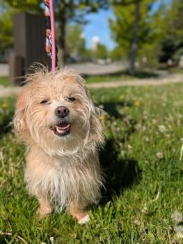 Border Terrier Dogs Available for Adoption in Vaughan, Ontario - BAXTER | PetCurious
