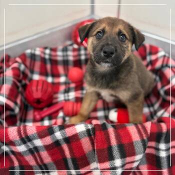 Claret 54597 -  Cattle Dog and Mixed Breed Dog for Adoption in Las Vegas, Nevada - Claret 54597 | PetCurious