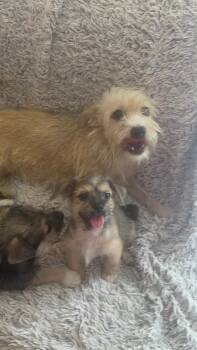 West Highland White Terrier Westie Dogs Available for Adoption - Zoey | PetCurious