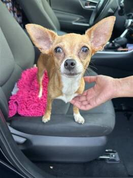 BIG MAMA -  Chihuahua Dog for Adoption in San Antonio, Texas - BIG MAMA | PetCurious