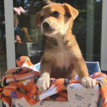 Ross -  Mixed Breed Dog for Adoption in Buffalo, Minnesota - Ross | PetCurious