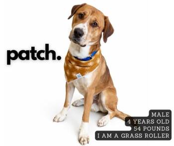Mixed Breed Dogs Available for Adoption - Patch | PetCurious