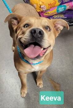 Keeva -  Staffordshire Bull Terrier and Pit Bull Terrier Dog for Adoption in Richmond, Indiana - Keeva | PetCurious