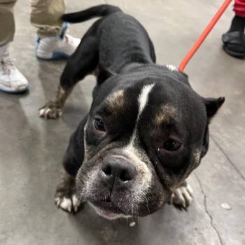 Scarlet -  Terrier Dog for Adoption in Tampa, Florida - Scarlet | PetCurious