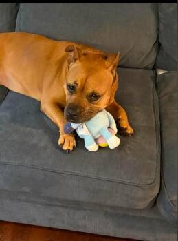 Sadie -  American Bully Dog for Adoption in Douglas, Massachusetts - Sadie | PetCurious