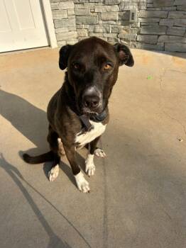 Rescue Pit Bull Terrier Dogs for Adoption in Rutherfordton, North Carolina - Unnamed Pup (Courtesy Post) | PetCurious