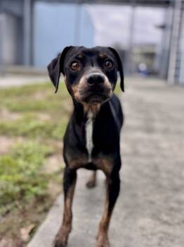 Rescue Mixed Breed Dogs for Adoption in New Orleans, Louisiana - Carlinta Reine (Zaza) | PetCurious