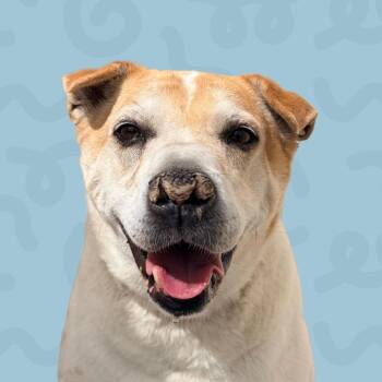Peanut -  Mixed Breed Dog for Adoption in Reno, Nevada - Peanut | PetCurious