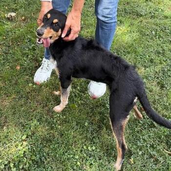 Rescue Australian Cattle Dog Blue Heeler Dogs for Adoption in Narberth, Pennsylvania - Sweet Potato | PetCurious