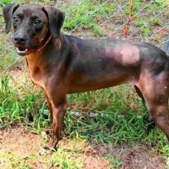 Rescue Weimaraner Dogs for Adoption in Chelmsford, Massachusetts - Roxy | PetCurious