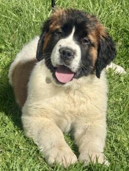 Saint Bernard Dogs Available for Adoption in Malvern, Pennsylvania - Eli | PetCurious