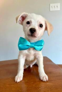 Sam -  Chihuahua and Maltese Dog for Adoption in Johnston, Iowa - Sam | PetCurious
