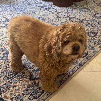 Rescue Cocker Spaniel Dogs for Adoption in Arlington, Virginia - Dobby | PetCurious