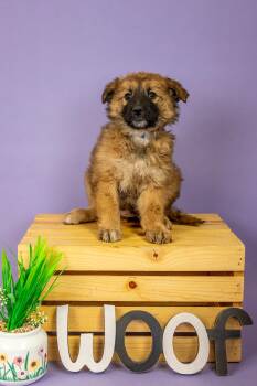 Shepherd Dogs Available for Adoption - 183-26 | PetCurious