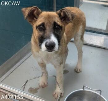 German Shepherd Dog and Mixed Breed Dogs Available for Adoption in Oklahoma City, Oklahoma - A474155 | PetCurious