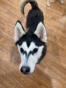 Husky and German Shepherd Dog Dogs Available for Adoption - Seven Kingdoms : Duncan (Ghostface) | PetCurious