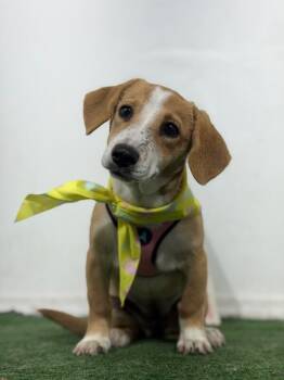 Aunt-One of our Amazing Rescue Dogs -  Beagle and Dachshund Dog for Adoption in Carlsbad, California - Aunt-One Of Our Amazing Rescue Dogs | PetCurious