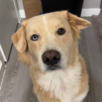 Raliegh Race -  Golden Retriever Dog for Adoption in Dallas, Texas - Raliegh Race | PetCurious