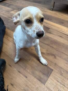 Chihuahua and Mixed Breed Dogs Available for Adoption in Fayetteville, Tennessee - Belle | PetCurious