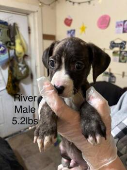 Johnson Rs : River -  Boxer and Australian Shepherd Dog for Adoption in Aurora, Indiana - Johnson Rs : River | PetCurious