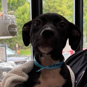 Queenie -  Mixed Breed Dog for Adoption in Walker, Michigan - Queenie | PetCurious