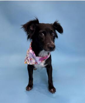 Spaniel Dogs Available for Adoption in Alvin, Texas - Amy | PetCurious