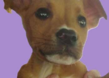 Nubbs -  Boxer and Hound Dog for Adoption in Savannah, Georgia - Nubbs | PetCurious