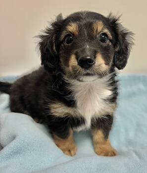 Miniature Dachshund and Pekingese Dogs Available for Adoption in Belmont, New York - ROWAN | PetCurious