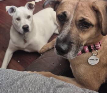 Mixed Breed Dogs Available for Adoption in San Jose, California - Sol | PetCurious