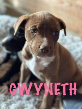 American Staffordshire Terrier and Mixed Breed Dogs Available for Adoption - Gwyneth | PetCurious