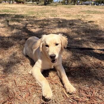 Mochii -  Golden Retriever Dog for Adoption in Torrance, California - Mochii | PetCurious
