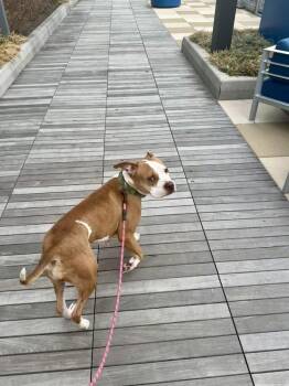 Mixed Breed Dogs Available for Adoption - Lady | PetCurious