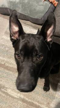 Rescue German Shepherd Dog and Black Labrador Retriever Dogs for Adoption in Charlotte, North Carolina - Gentry | PetCurious