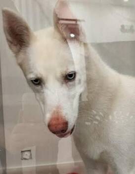 Lua -  Husky and Shepherd Dog for Adoption in Oakland Park, Florida - Lua | PetCurious