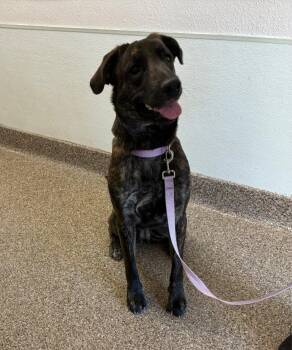 Mixed Breed Dogs Available for Adoption in Fallon, Nevada - Luna | PetCurious