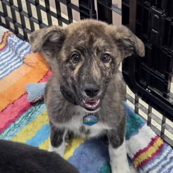 Anatolian Shepherd and Great Pyrenees Dogs Available for Adoption - Cyclone  | PetCurious