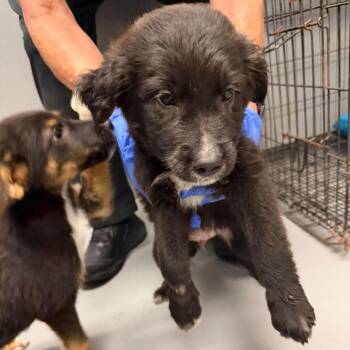 Rhys -  Australian Shepherd Dog for Adoption in South Elgin, Illinois - Rhys | PetCurious