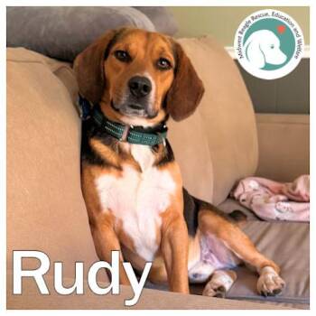 Rudy -  Beagle Dog for Adoption in Beach Park, Illinois - Rudy | PetCurious