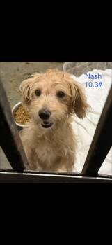 Nash -  Maltipoo Dog for Adoption in Seaside Heights, New Jersey - Nash | PetCurious