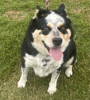 Cardigan Welsh Corgi and Mixed Breed Dogs Available for Adoption - SHEBA | PetCurious