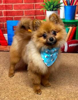 Koda -  Pomeranian Dog for Adoption in Nashville, Tennessee - Koda | PetCurious