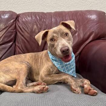 Louie Stay Close Lou -  Pit Bull Terrier and Weimaraner Dog for Adoption in Friendswood, Texas - Louie Stay Close Lou | PetCurious