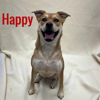 Happy -  Shepherd Dog for Adoption in Pleasantville, New Jersey - Happy | PetCurious