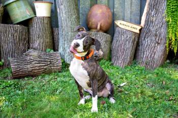 Jackie -  Pit Bull Terrier Dog for Adoption in Yonkers, New York - Jackie | PetCurious