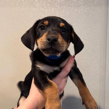 IVHS-Stray-144417 -  Rottweiler and Terrier Dog for Adoption in San Gabriel, California - IVHS-Stray-144417 | PetCurious