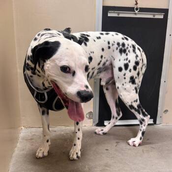 Roddy -  Dalmatian Dog for Adoption in San Gabriel, California - Roddy | PetCurious