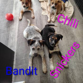Rescue Australian Cattle Dog Blue Heeler and Mixed Breed Dogs for Adoption in Melbourne, Kentucky - Snickers | PetCurious