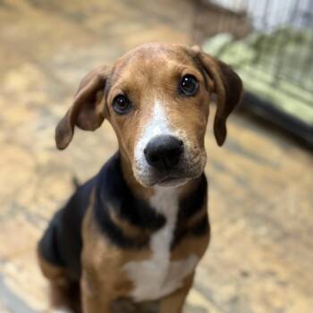 V8 -  Hound Dog for Adoption in Columbia, South Carolina - V8 | PetCurious