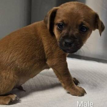 Chihuahua Dogs Available for Adoption in Fresno, California - Thorn | PetCurious