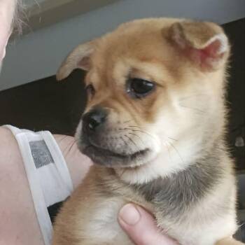 Teddy -  Pug and Shiba Inu Dog for Adoption in Overland Park, Kansas - Teddy | PetCurious